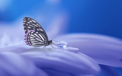 butterfly-3054736_1920